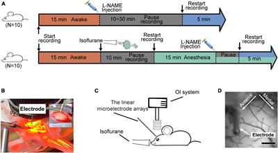 The decoupling between hemodynamic parameters and neural activity implies a complex origin of spontaneous brain oscillations